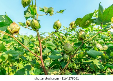 Green Cotton Plant In Farmland Field