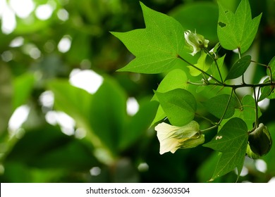 Green Cotton Plant In The Field