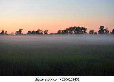 Green country field (forest meadow, lawn) in a fog at sunrise. Soft sunlight, golden hour. Clear sky. Idyllic rural scene. Pure nature, ecology, environment, ecotourism