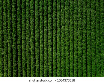 Green Country Field Of Potato With Row Lines, Top View, Aerial Drone Photo