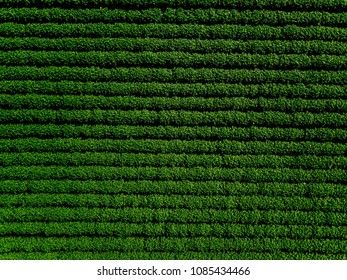 Green Country Field Of Potato With Row Lines, Top View, Aerial Drone Photo