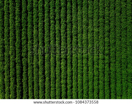 Green country field of potato with row lines, top view, aerial drone photo