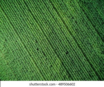 Green Country Field With Row Lines, Top View, Aerial Photo