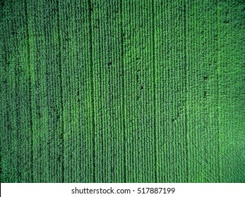 Green Country Field With Row Lines, Top View, Aerial Photo