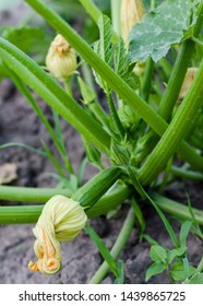 green courgette marrow squash plant with fruits growing in a garden 