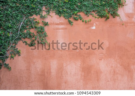 Green creeper on cement wall red