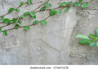 The Green creeper plant on grunge old house wall. Abstract plant wall background. - Shutterstock ID 1719671278
