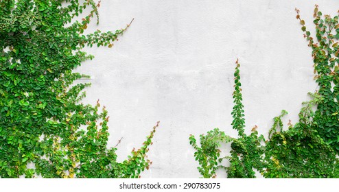 Green Creeper Plant On White Wall