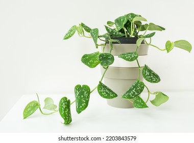 Green Creeper, Very Beautiful Weaving Flowerpot Epipremnum, Scindapsus. Selective Focus, Noise. Complementary Plants For A Healthy Indoor Climate And Interior Design