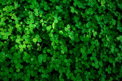 top-view-green-moss-background-1925124 - Vanguard Careers