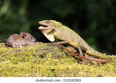 A green crested lizard is preying on a rat. This reptile has the scientific name Bronchocela jubata.  - Shutterstock ID 2133182983