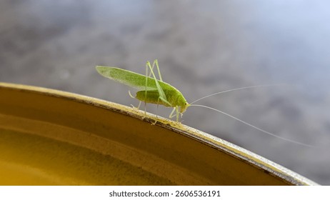 
Green cricket insect on metal structure