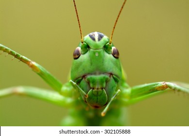 Green Cricket Macro - Powered by Shutterstock