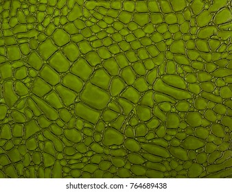 Green Crocodile Skin Texture Close-up; Reptile Texture As Background