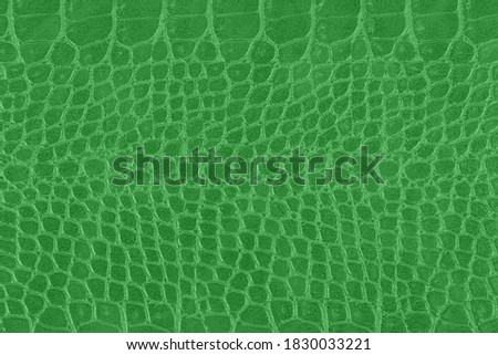 Green crocodile skin texture, snake as background. Scale texture.