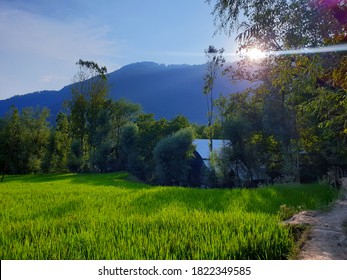 Green crop field landscape nature huge beautiful hills and long green trees.Paddy fields filled with fresh water, sky and clouds reflected in water body - Shutterstock ID 1822349585