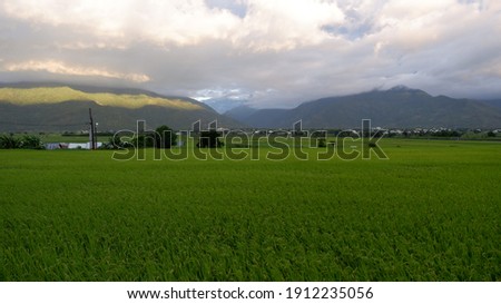 Green Crops underneath Colorful Cloud in Chishang (彩雲下的池上稻田) ストックフォト © 