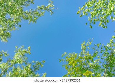 Green crown trees view from below into the sky. Green crown of trees against the sky. View of the sky through the trees from below