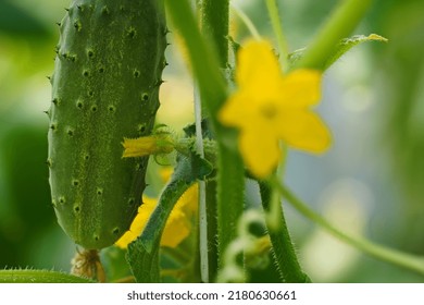 Green Cucumber Cucumis Sativus Family Cucurbitaceae