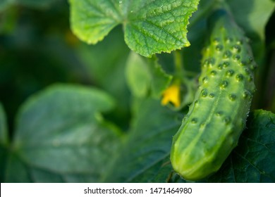 Green Cucumber On Garden. Cucumber Ripen On The Garden