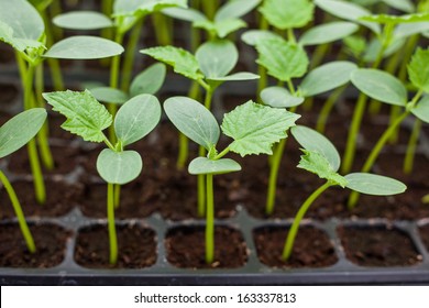 Green Cucumber Seedling On Tray