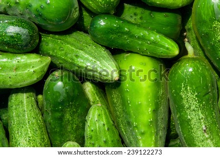 Similar – It’s pickling cucumber time again / washed pickled cucumbers