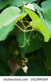 Green curled sprig just grown of a grape plant - Shutterstock ID 1423490369