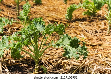 Green Curly Kale Plant In Organic Vegetable Garden Farm.