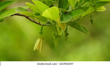 Custard Apple Flower Images Stock Photos Vectors Shutterstock