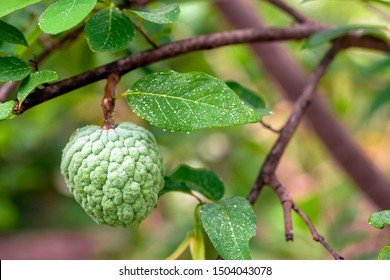 140 Sitaphal Tree Images, Stock Photos & Vectors | Shutterstock