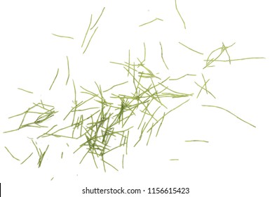 Green Cut Grass Isolated On White Background And Texture, Top View