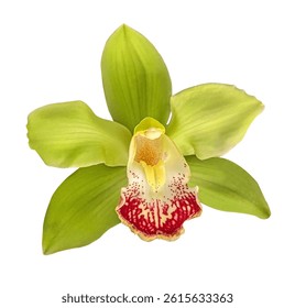 Green Cymbidium Orchid Flower Isolated on White Background with clipping path. Floral design element for cards, invitations, posters.