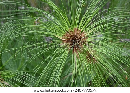 green cyperus papyrus plant background