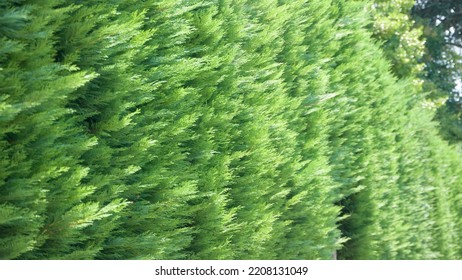 Green Cypress Bush Hedge Background