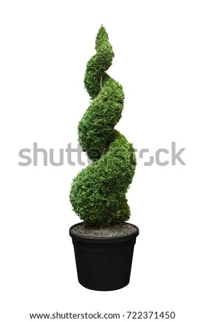 Green cypress isolated on a white background, spiral, twisted, pyramidal figured, decorated, in a pot 