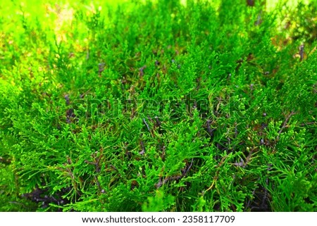 Green cypress plant, tree, grass, greenery,