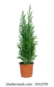 Green Cypress Tree In A Brown Pot. Isolated White.