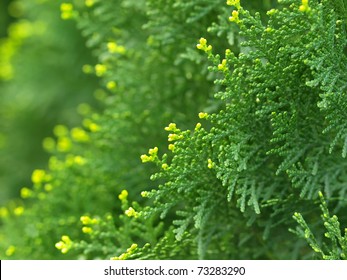 Green Cypress Tree, Macro