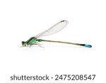 green damselfly isolated on white background.