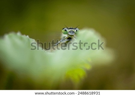 Similar – Foto Bild Libelle sitzt auf einer Blüte III