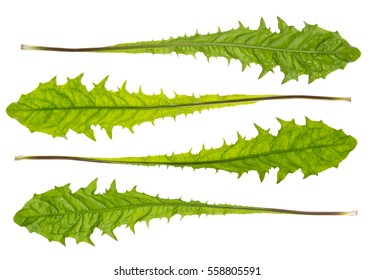 Green Dandelion Leaves On White