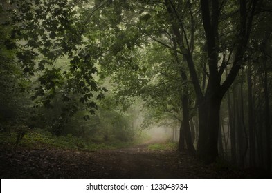 Green Dark Forest Path