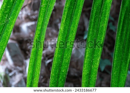 Green date palm tree leaves close-up. Leaf of phoenix sylvestris are pinnate and long. Green background in glasshouse with evergreen tropical plants. Also known as sugar palm family arecaceae
