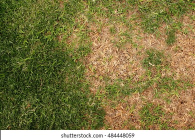 Green And Dead Lawn Grass