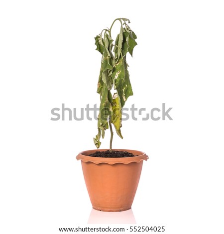 Green dead plant in potted. Studio shot isolated on white background.