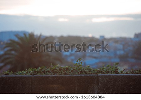 Green decay in the sunset rays