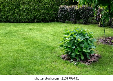 green deciduous bush in backyard garden, park landscaping with mulching plants with turf lawn with thuja hedge on spring parkland eco friendly theme backdrop with copy space, nobody.