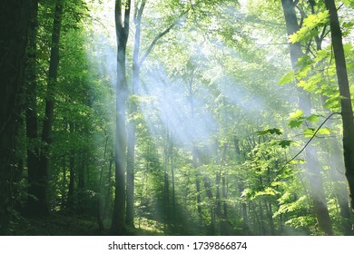 Grüner Laubwald im Nebel, beleuchtet von der Sonne. Rauch durch die Sonne. 
