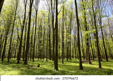 Green deciduous forest on a sunny day.