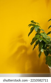 A Green Deciduous Plant At The Yellow Wall, The Sun's Rays Create A Shadow On The Wall